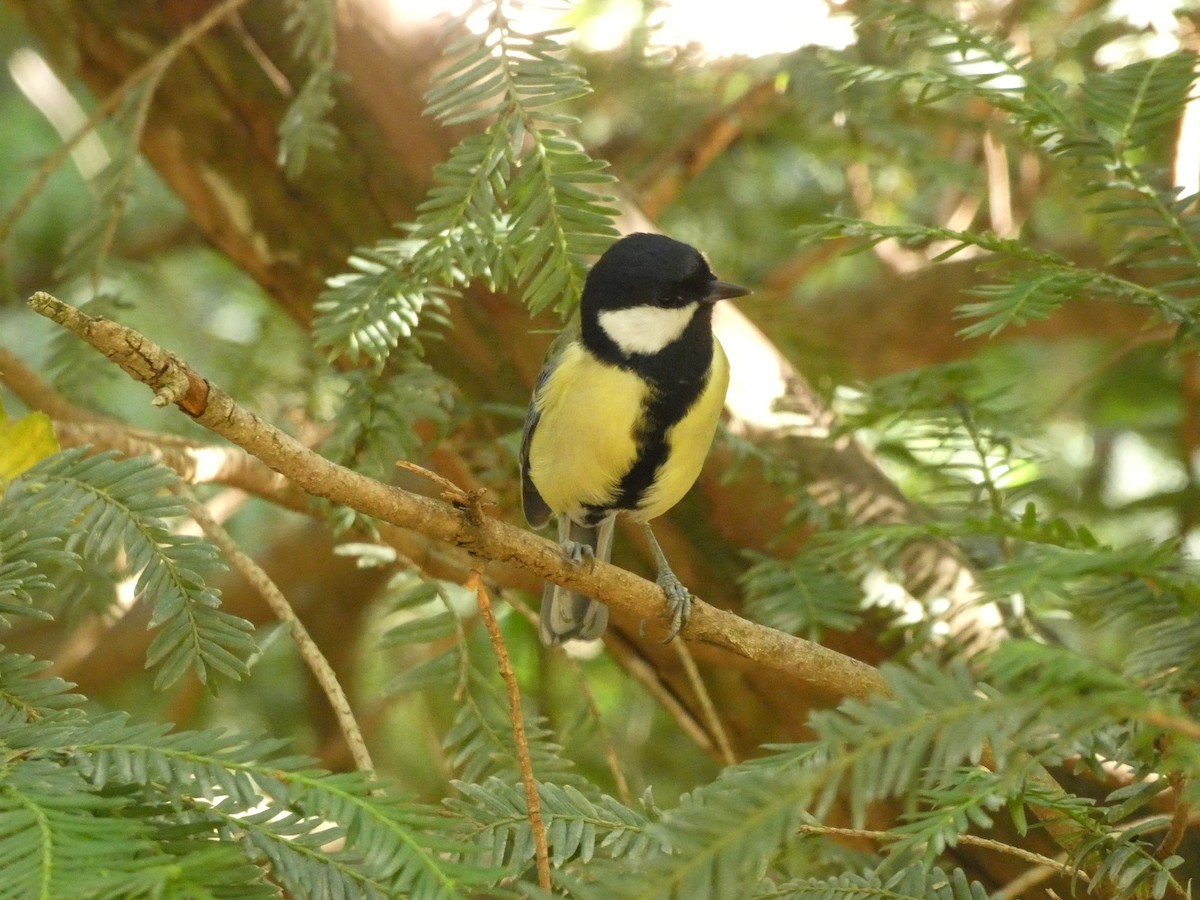 Great Tit - ML646918319