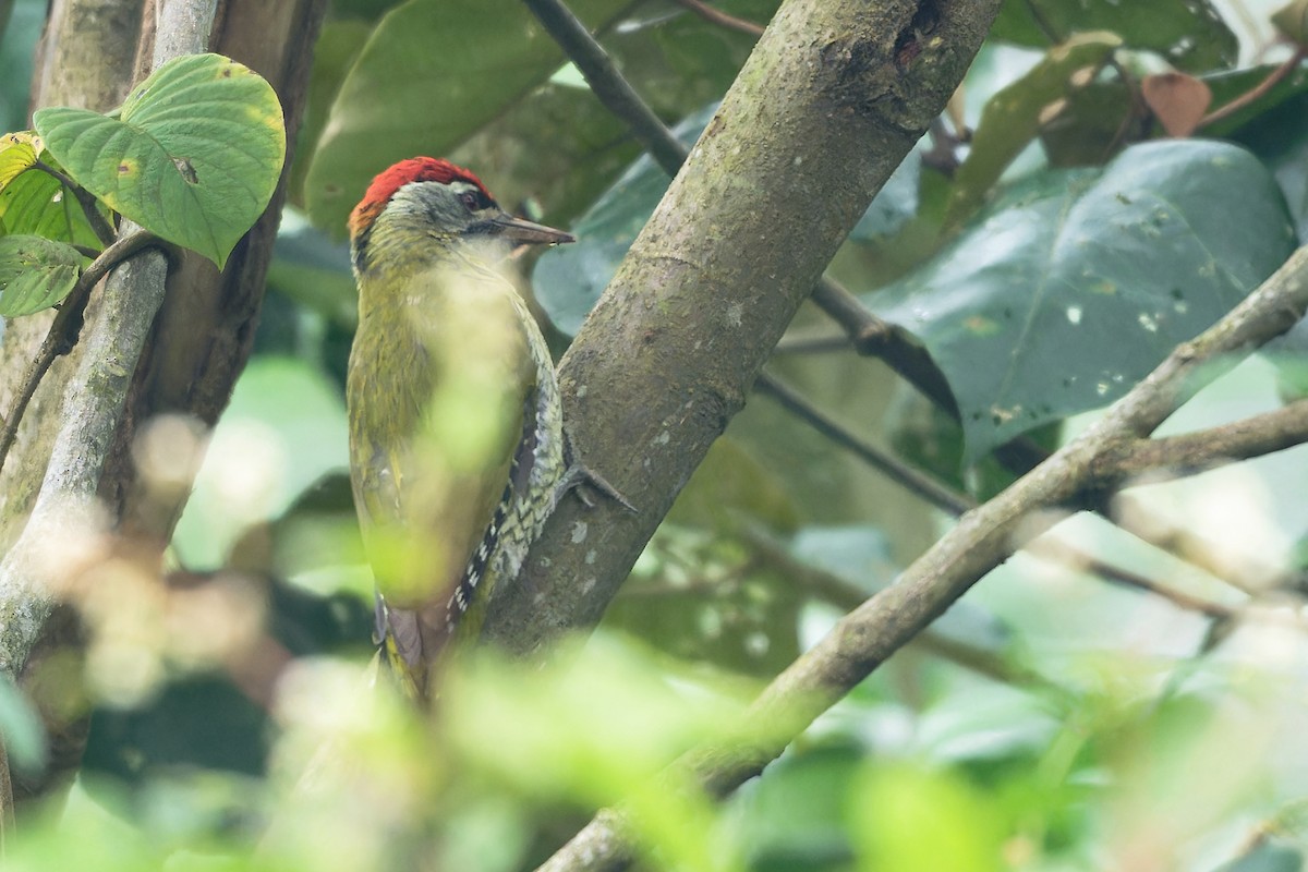 Streak-throated Woodpecker - ML646918321