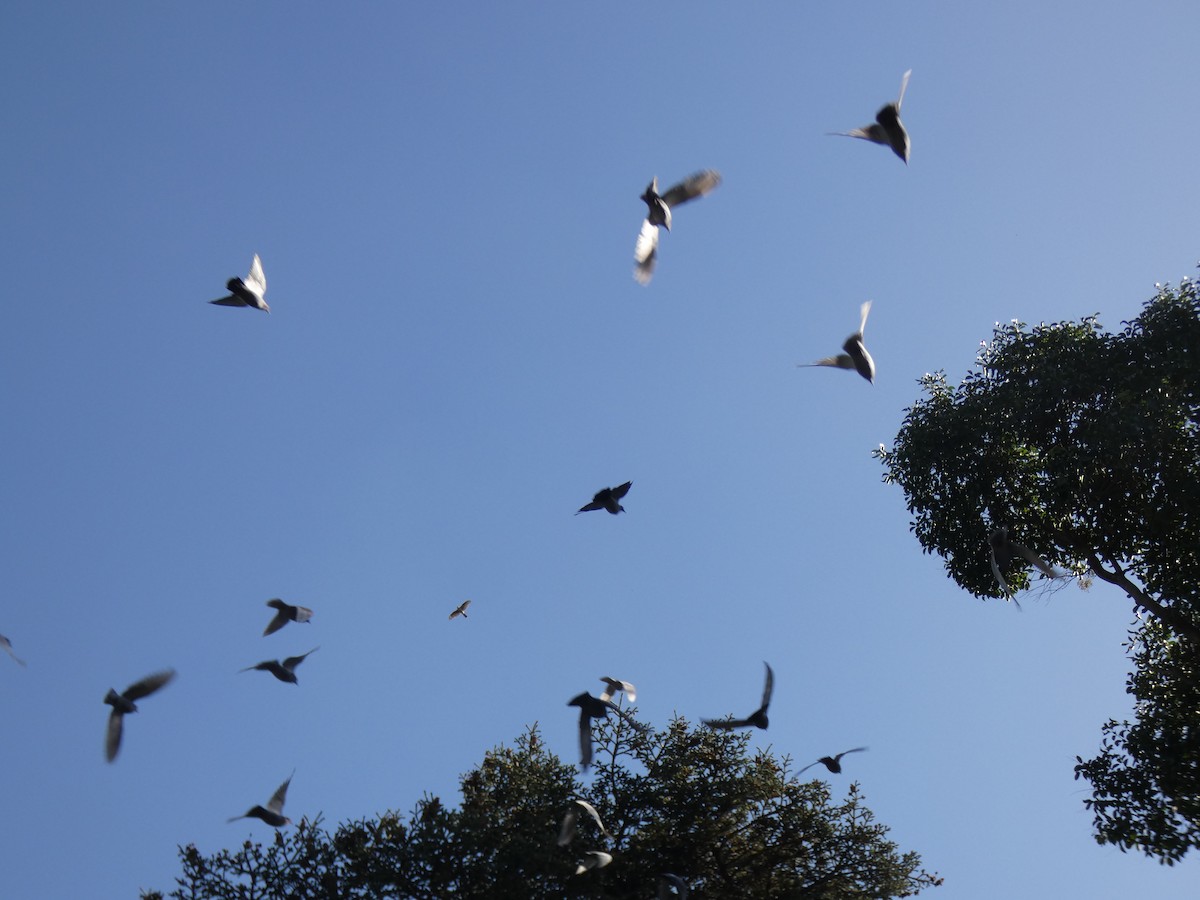 Eurasian Sparrowhawk - ML646918324