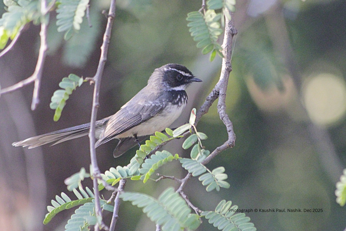 Spot-breasted Fantail - ML646918325