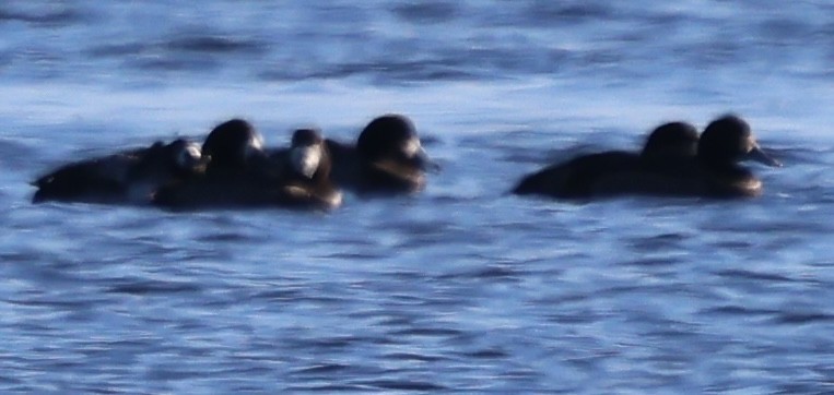 Porrón Bastardo - ML646918335