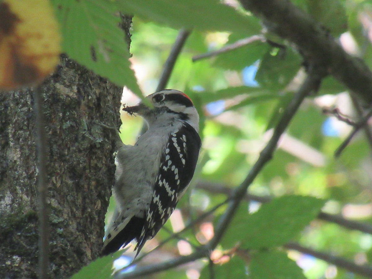 Downy Woodpecker - ML646918339