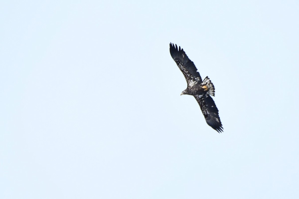 Белоголовый орлан - ML646918378