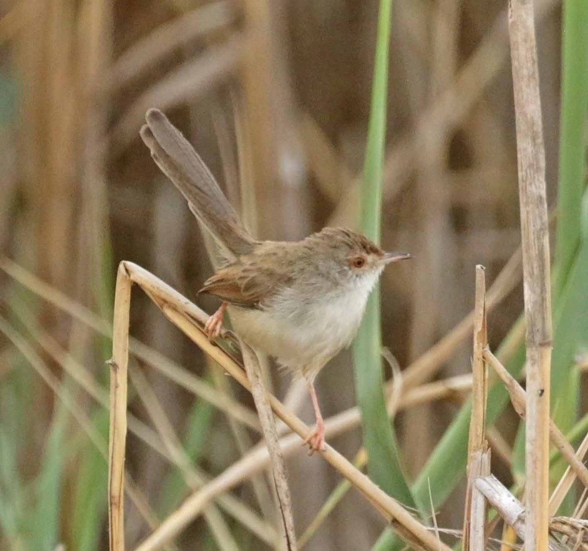 Принія афро-азійська - ML646918379