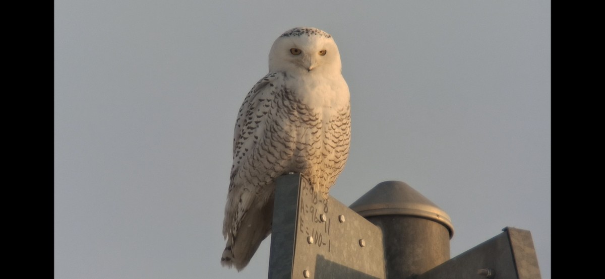 Snowy Owl - ML646918395