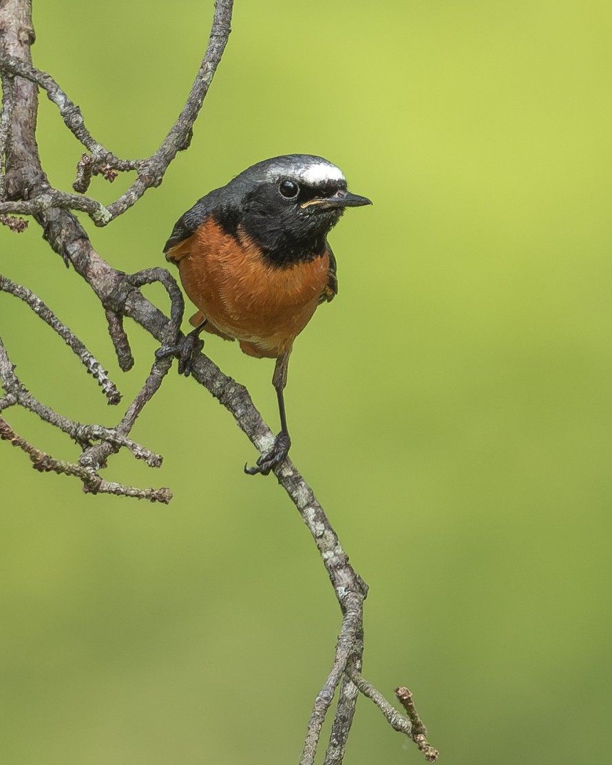 Common Redstart - ML646918396