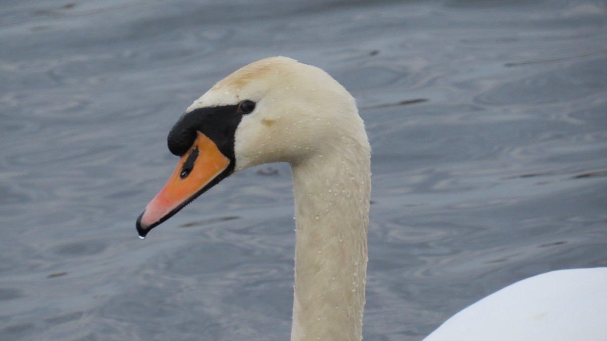 Cisne Vulgar - ML646918397