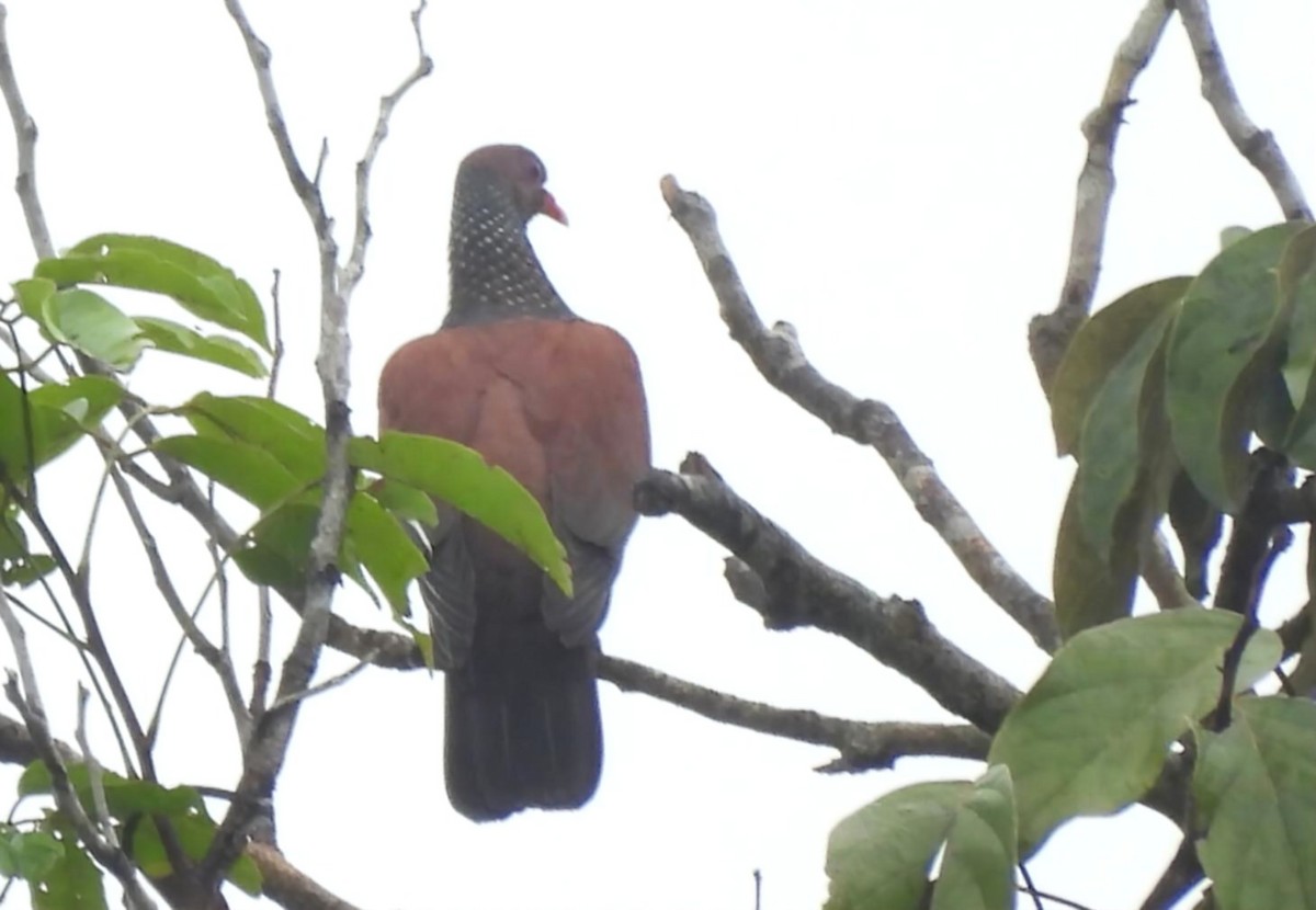 Paloma Escamosa - ML646918398