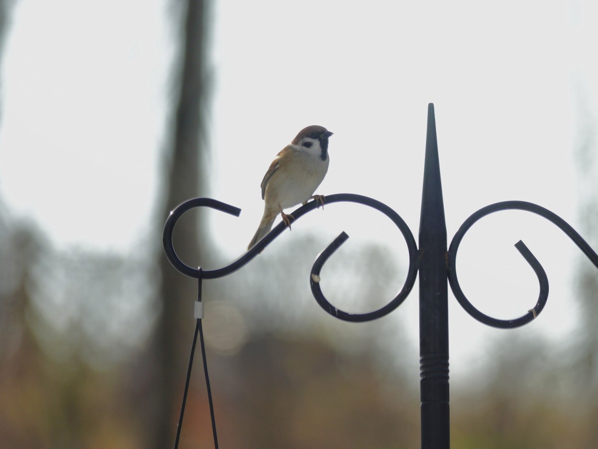 Gorrión Molinero - ML646918399