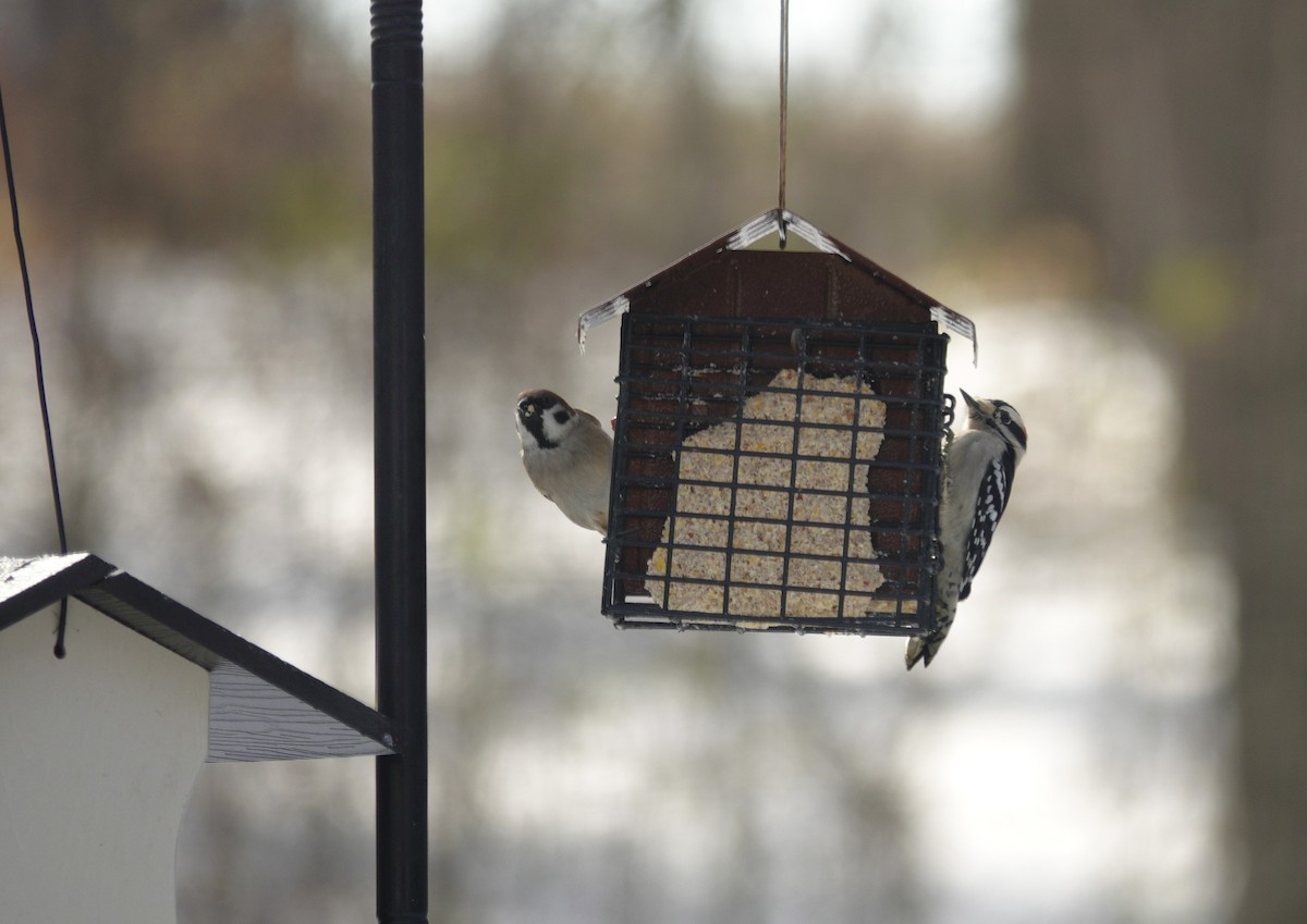 Gorrión Molinero - ML646918400