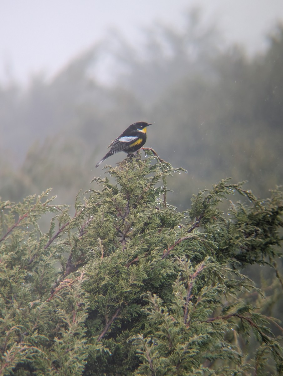 Yellow-rumped Warbler (Goldman's) - ML646918401