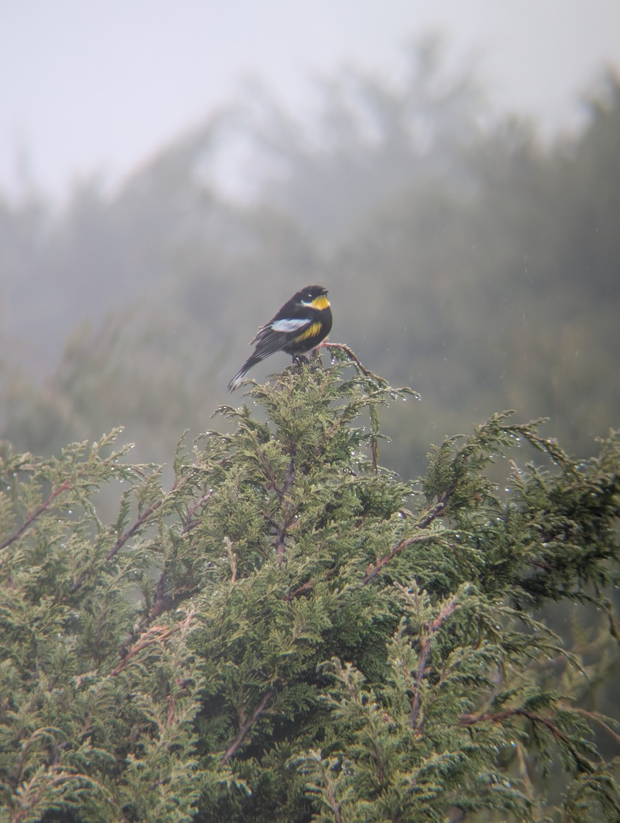 Yellow-rumped Warbler (Goldman's) - ML646918402