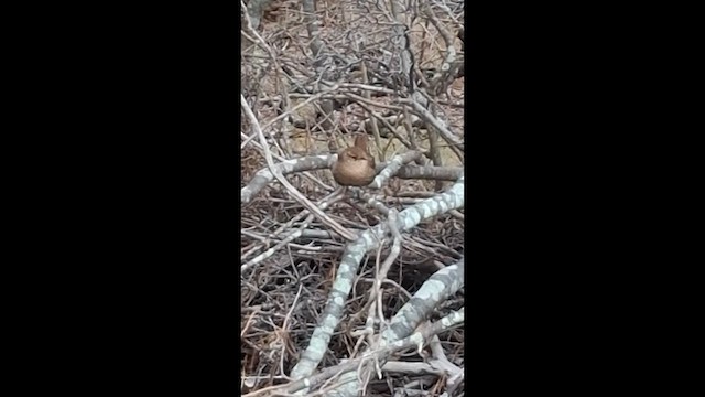 Winter Wren - ML646918403