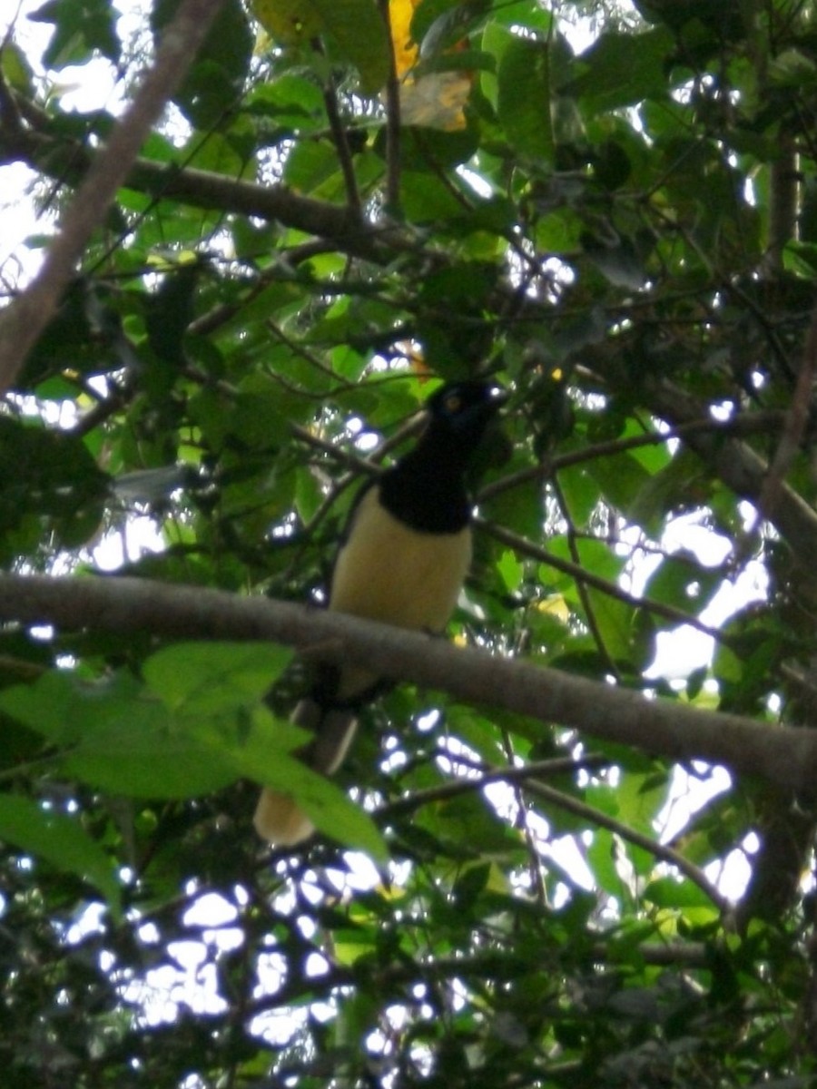 Plush-crested Jay - ML646918406