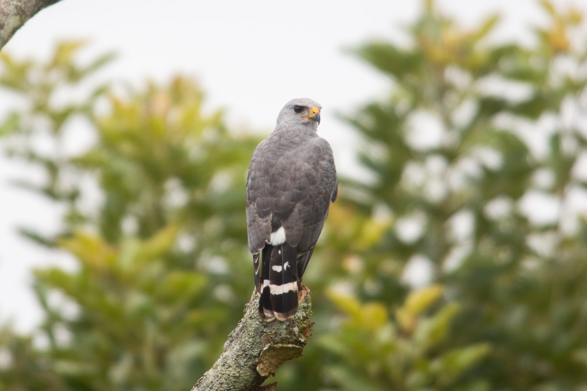 nordgråvåk - ML646918408