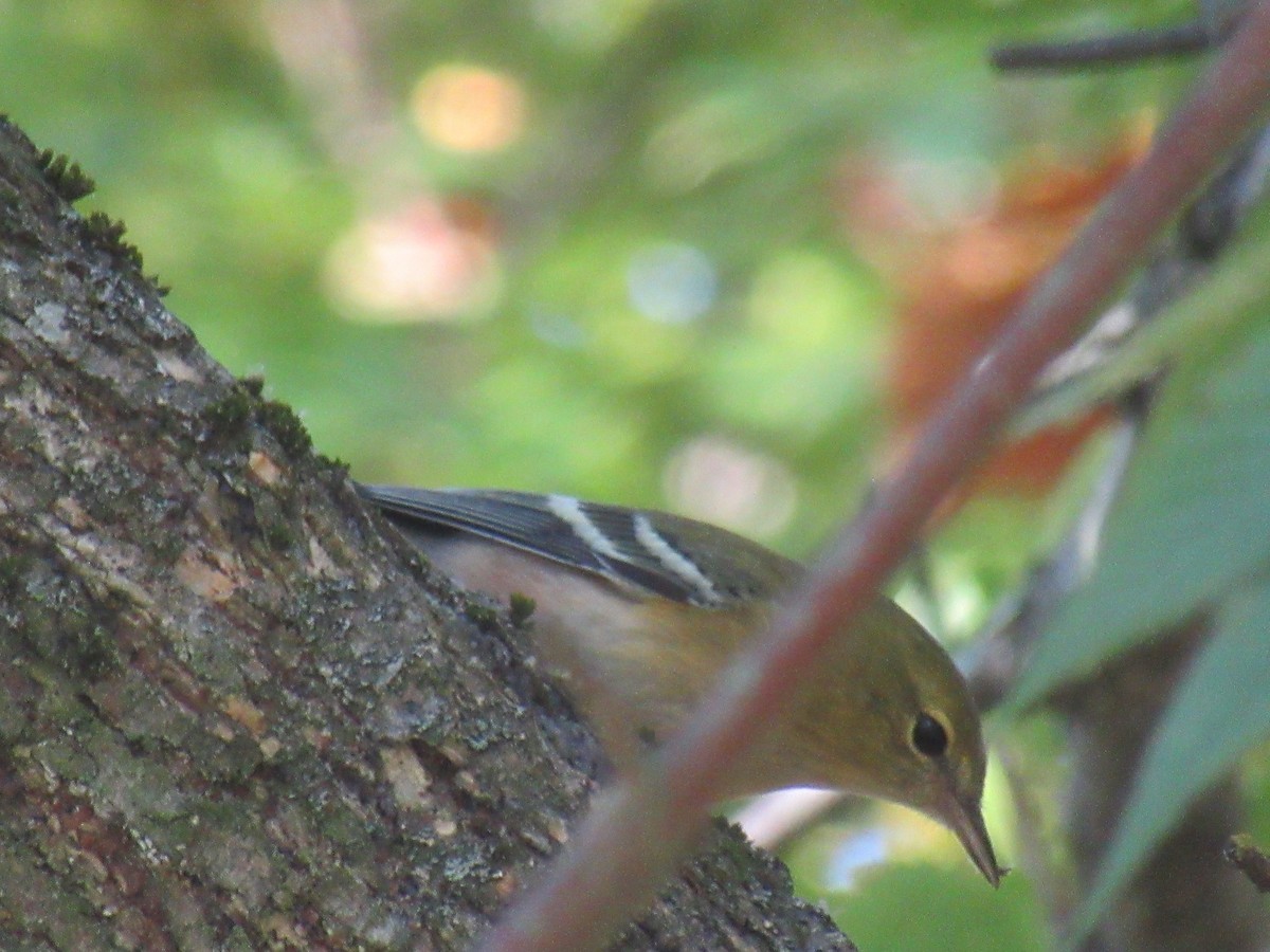 Bay-breasted Warbler - ML646918426
