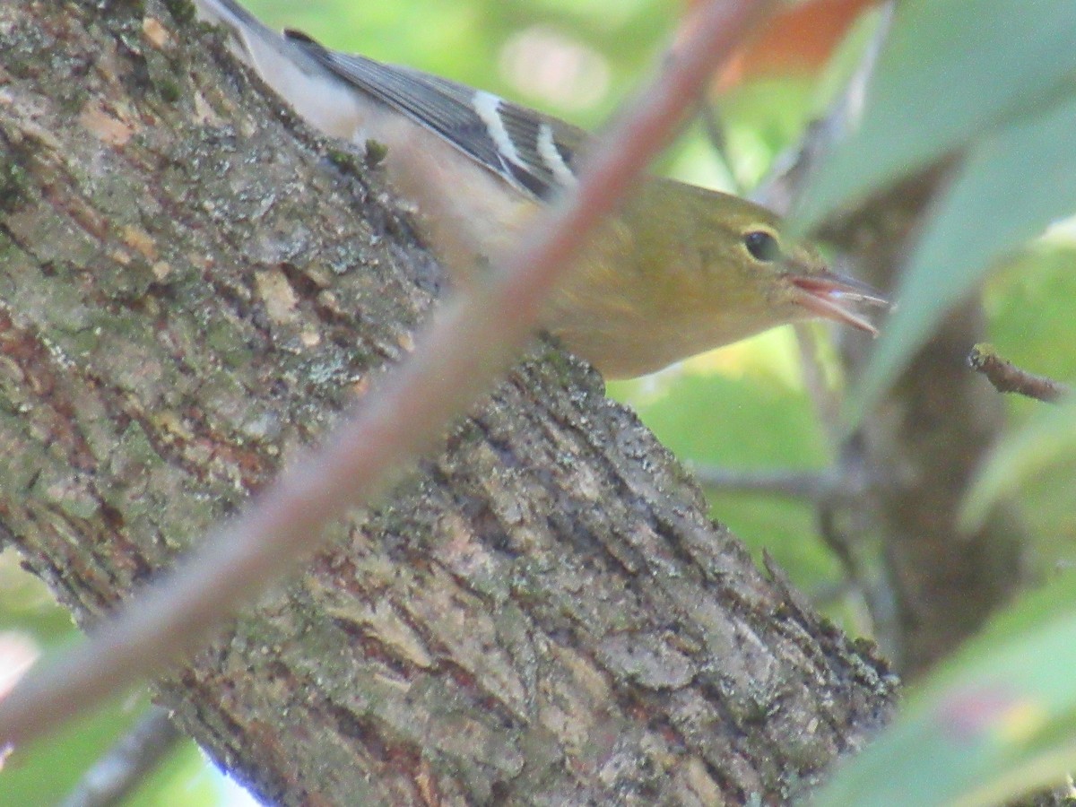 Bay-breasted Warbler - ML646918427