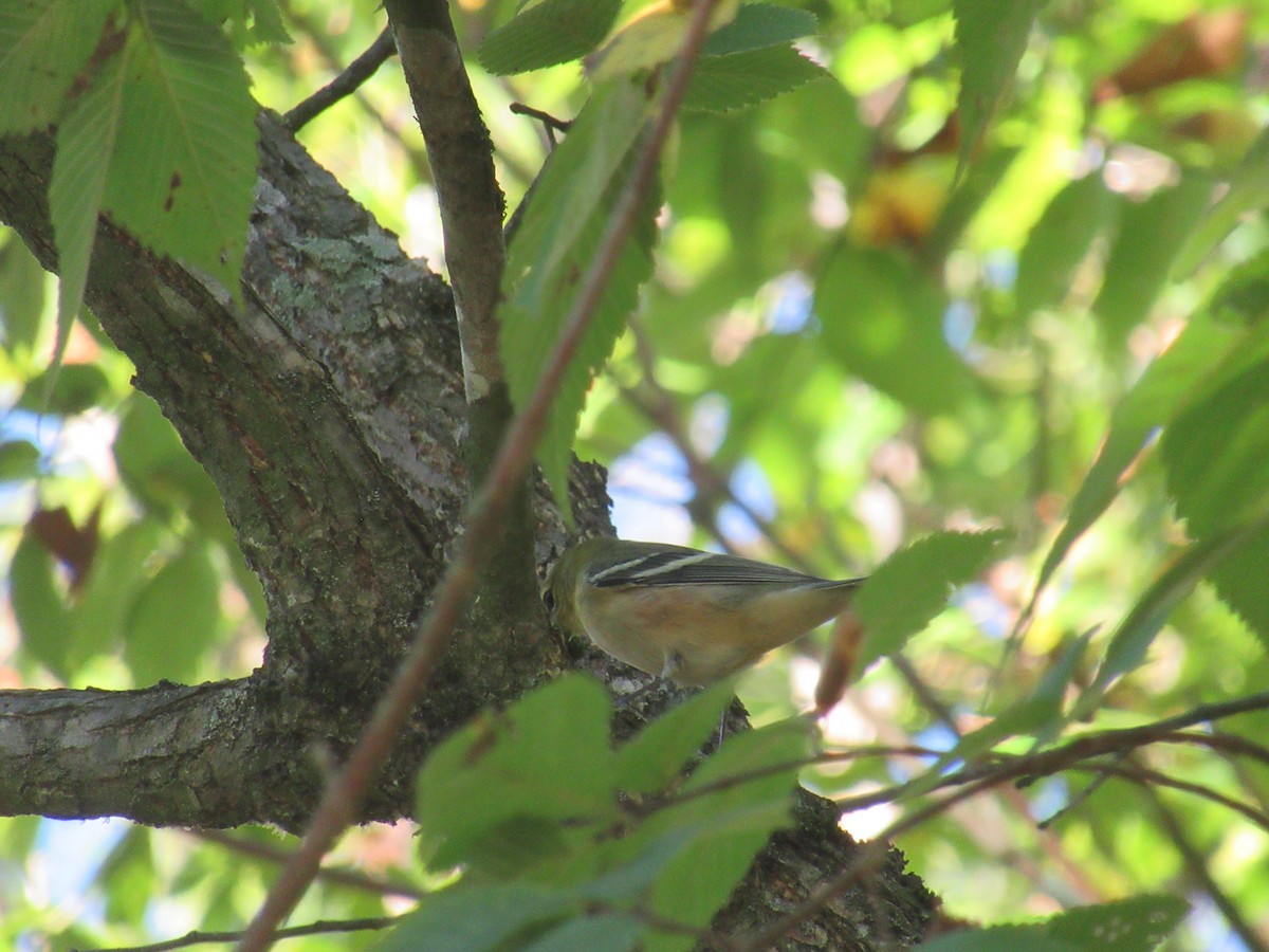 Bay-breasted Warbler - ML646918428