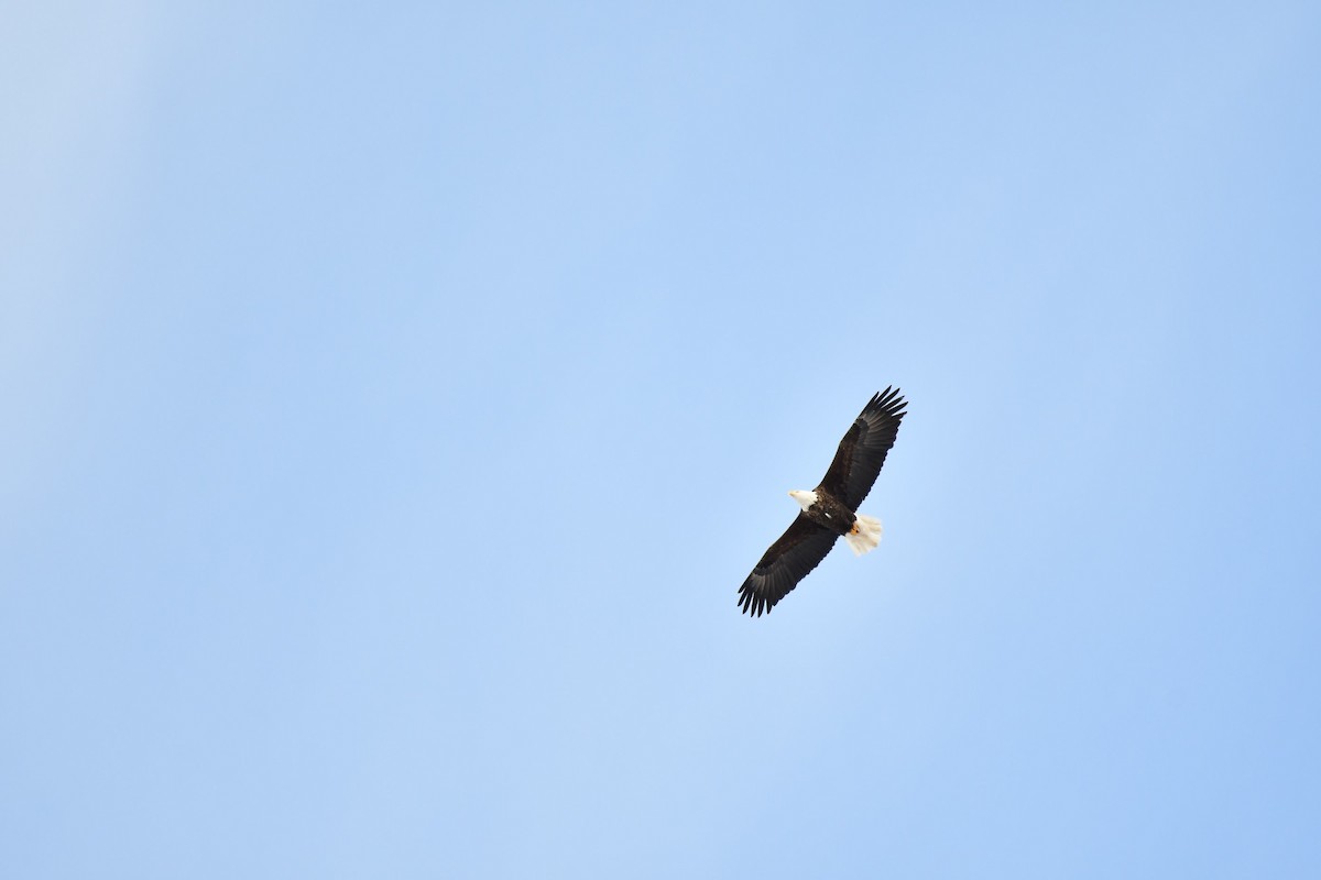 Белоголовый орлан - ML646918433