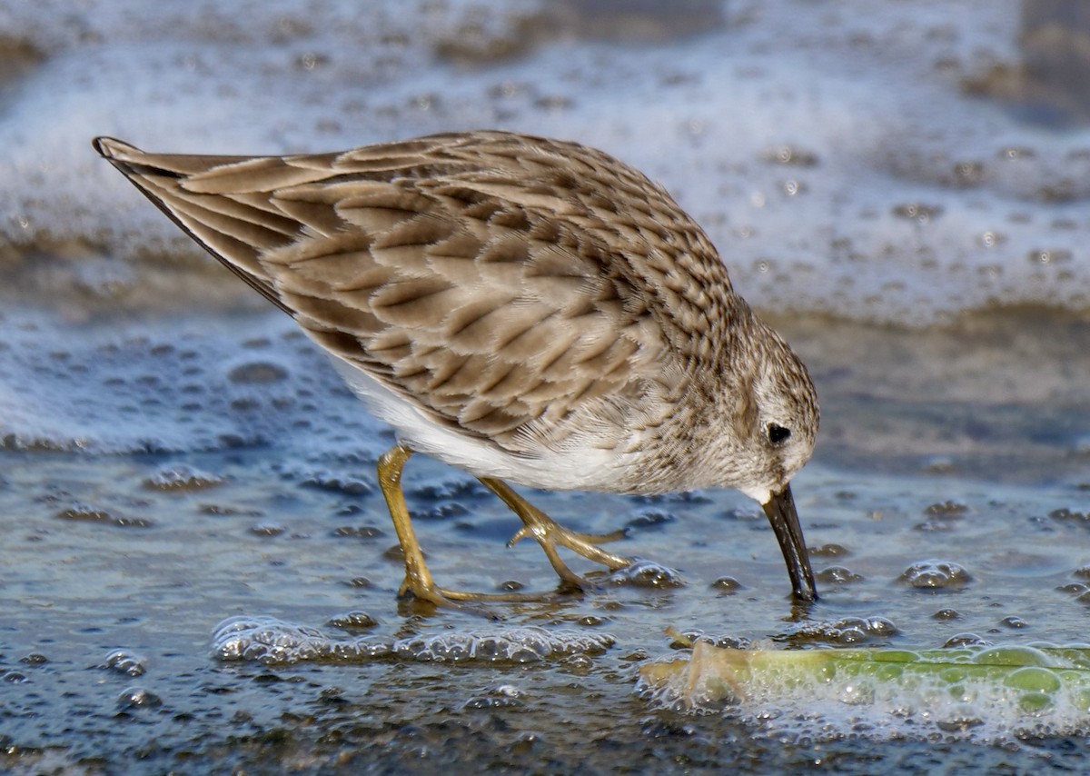 Least Sandpiper - ML646918443