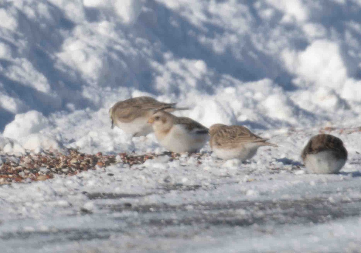גיבתון שלג - ML646918444