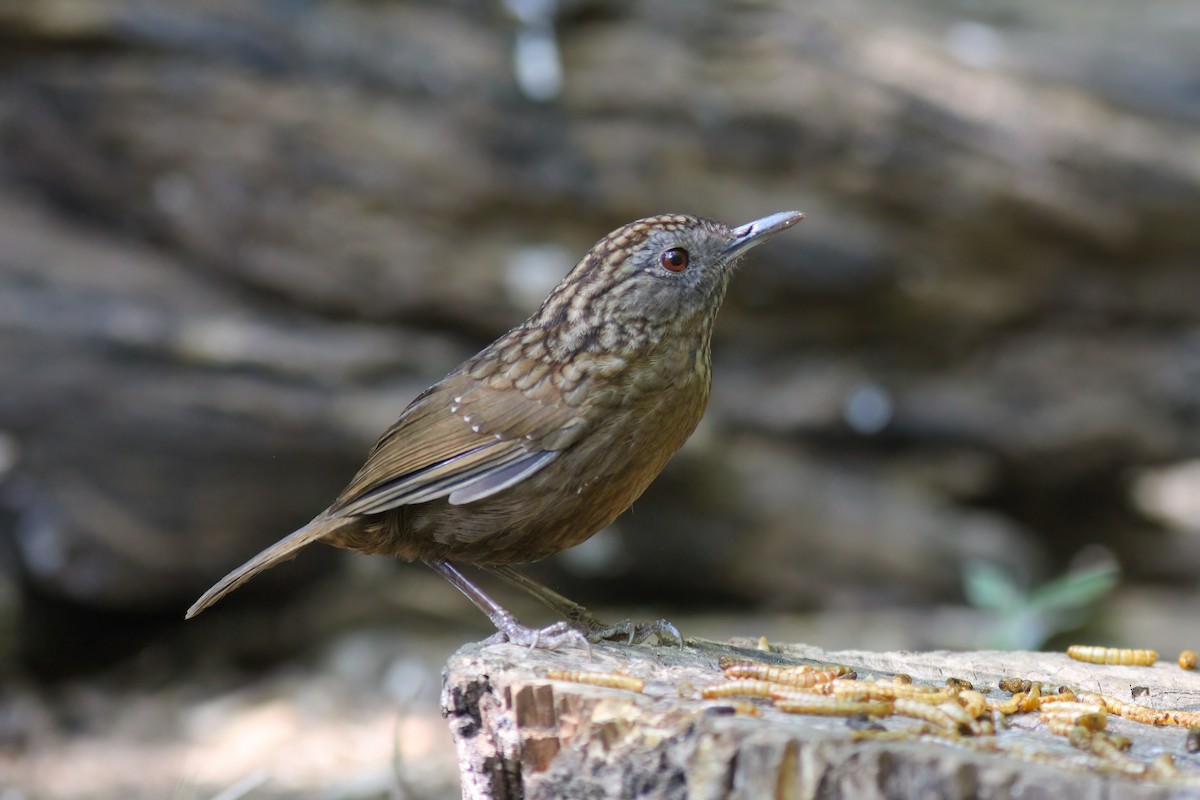 Streaked Wren-Babbler - ML646918446