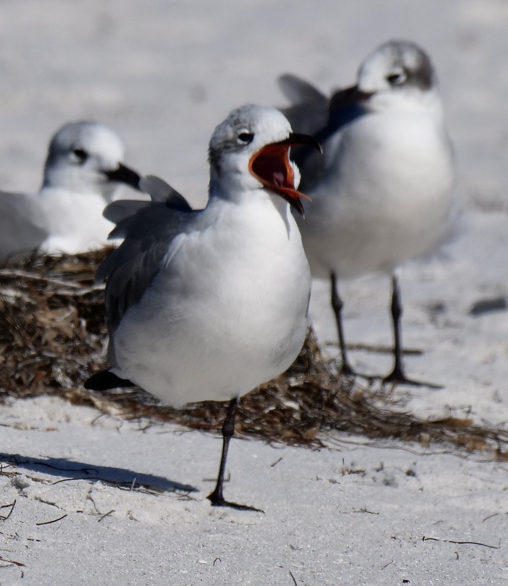 Laughing Gull - ML646918457