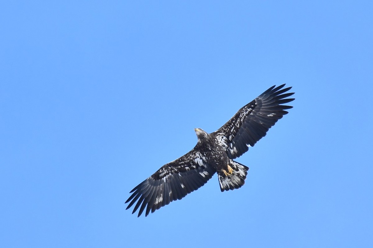 Белоголовый орлан - ML646918458