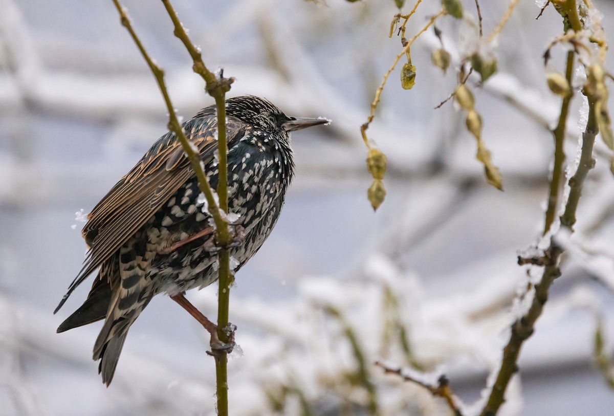 European Starling - ML646918462