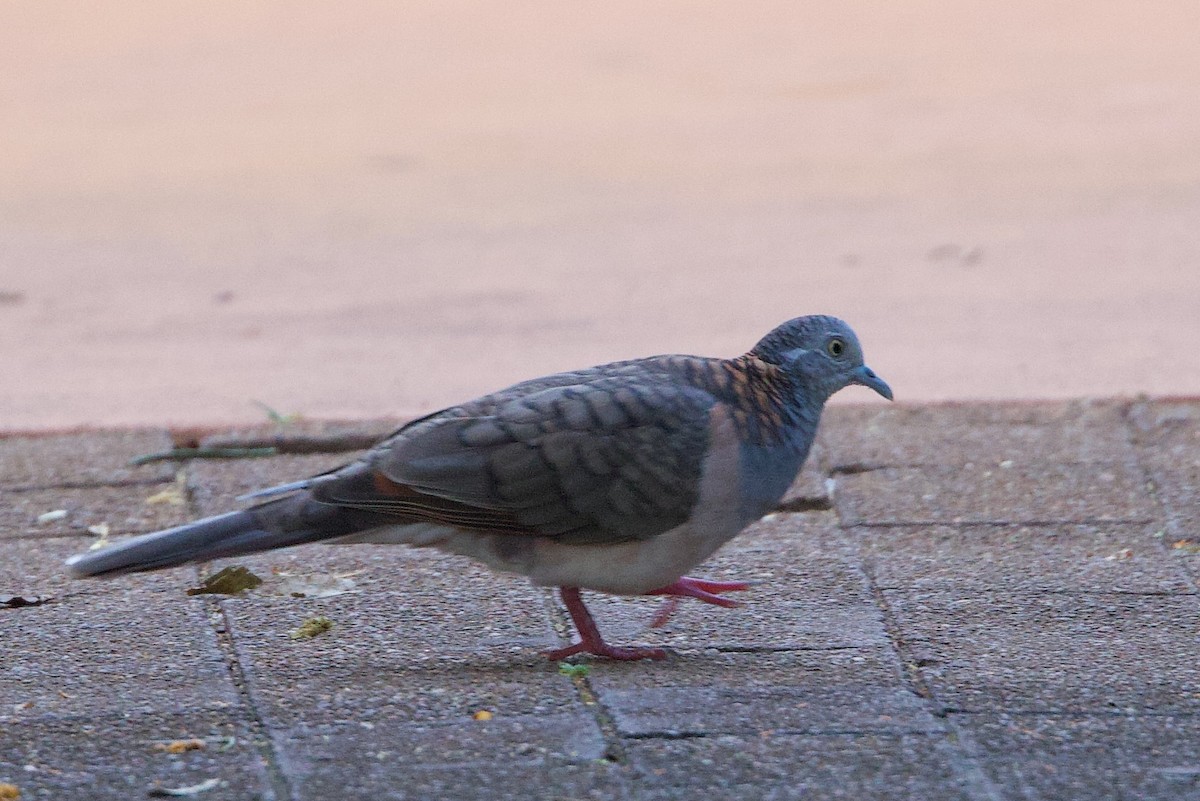 Bar-shouldered Dove - ML646918465