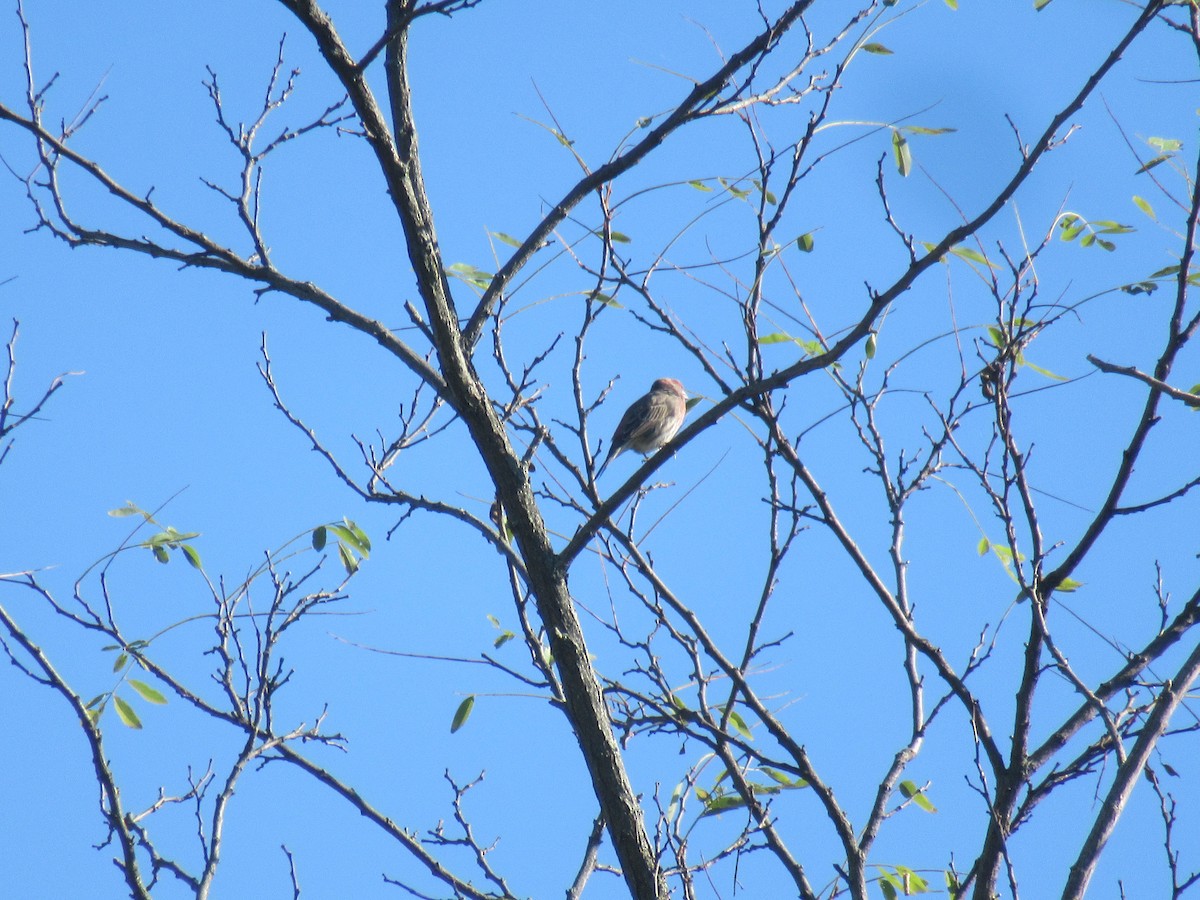 House Finch - ML646918466