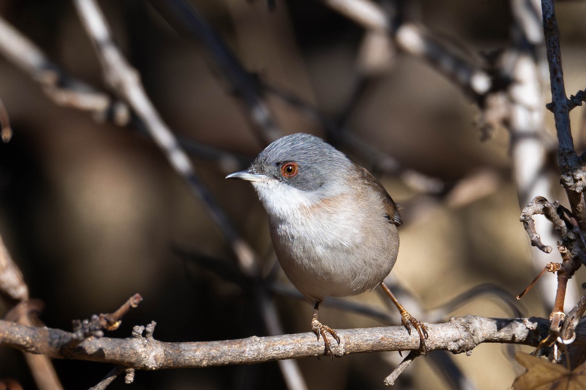 Sardinian Warbler - ML646918467