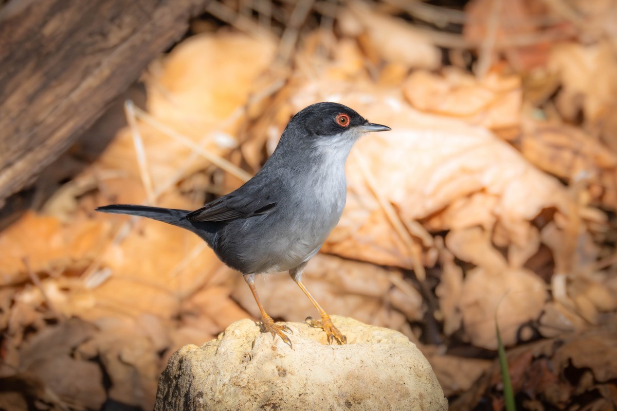Sardinian Warbler - ML646918468
