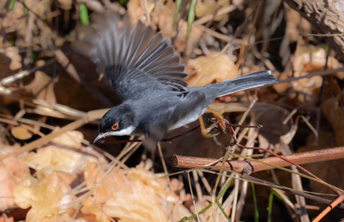 Sardinian Warbler - ML646918469