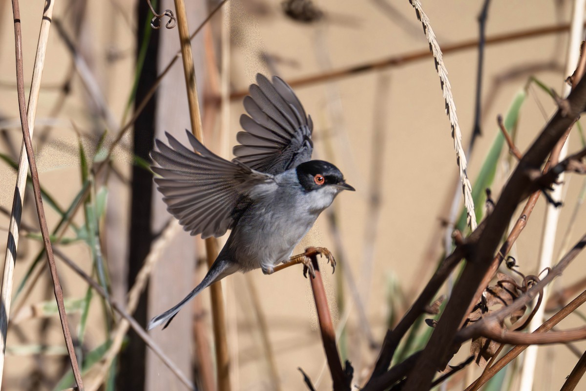 Sardinian Warbler - ML646918470