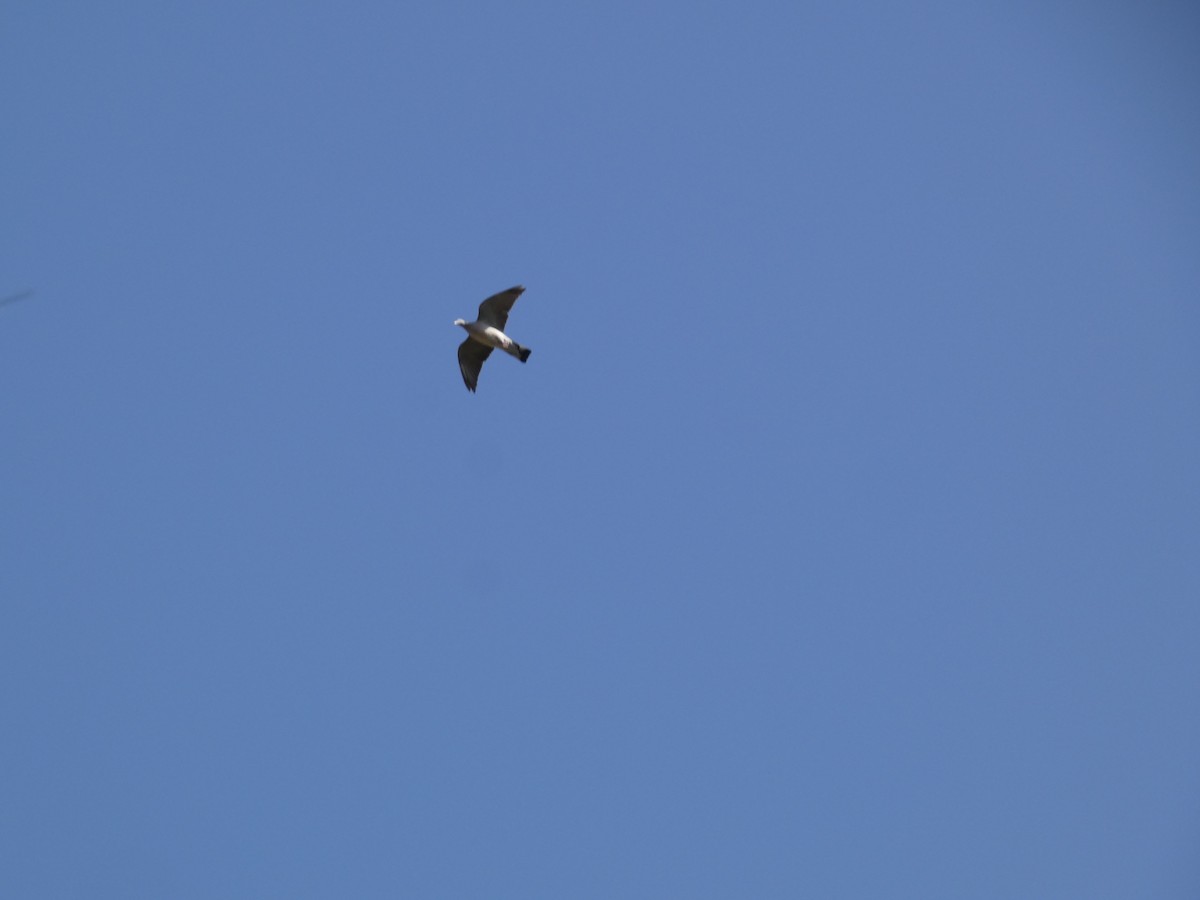 Common Wood-Pigeon - ML646918473
