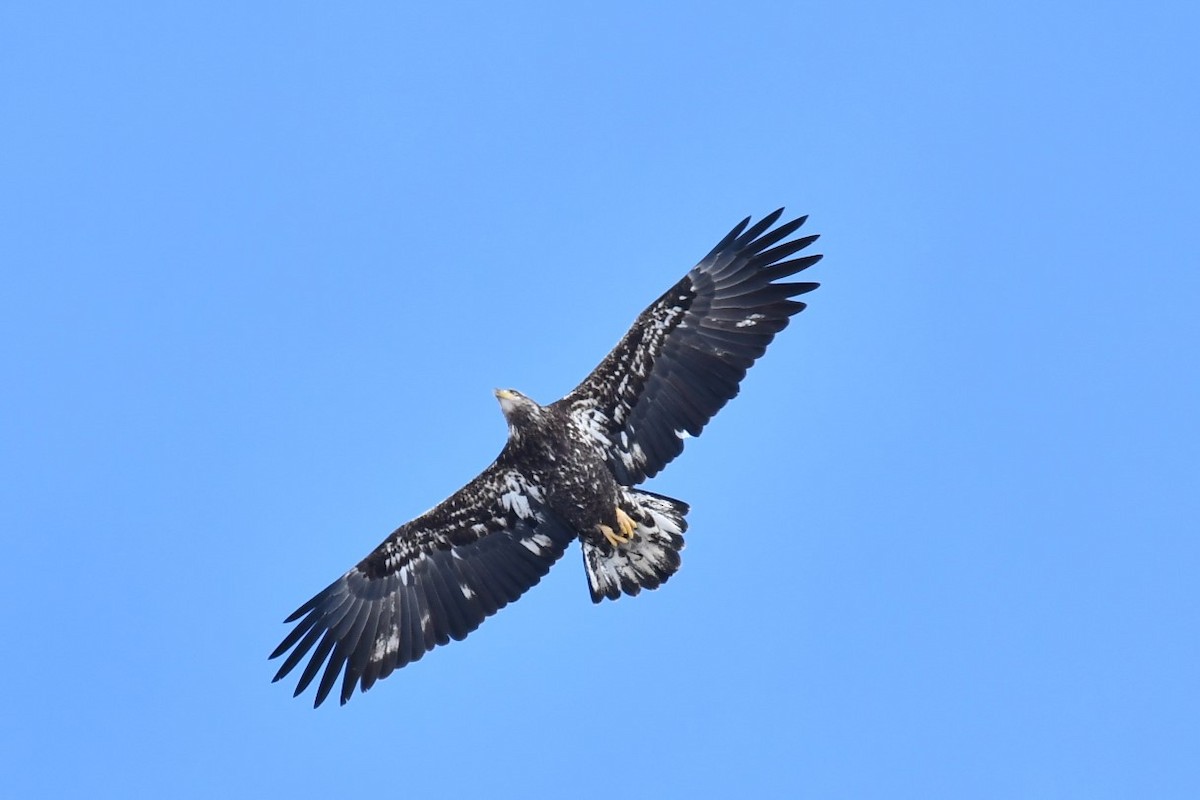 Белоголовый орлан - ML646918485