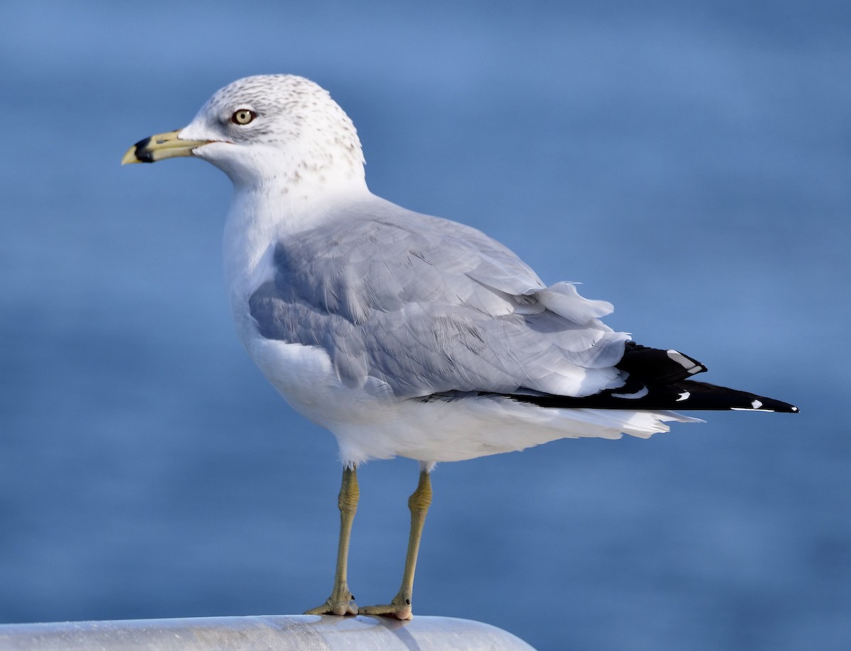 Ring-billed Gull - ML646918492