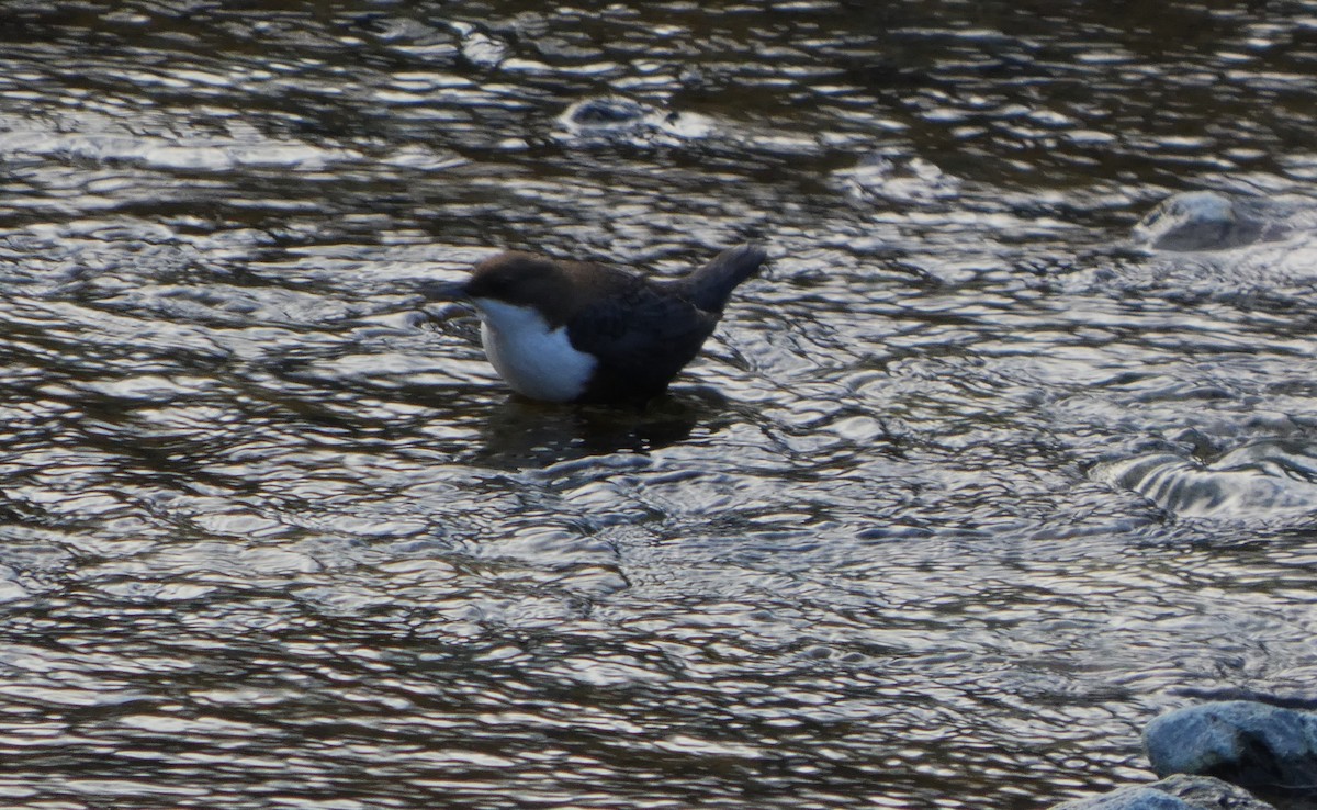 White-throated Dipper - ML646918496