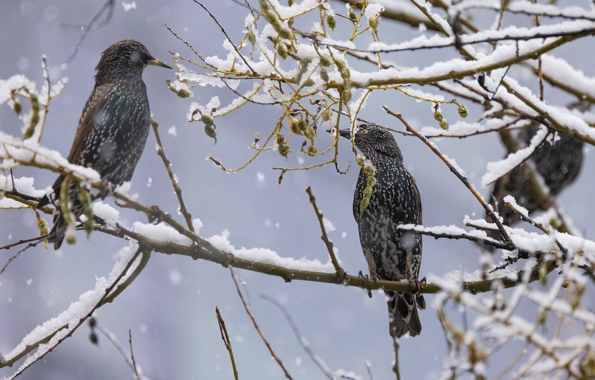 European Starling - ML646918497