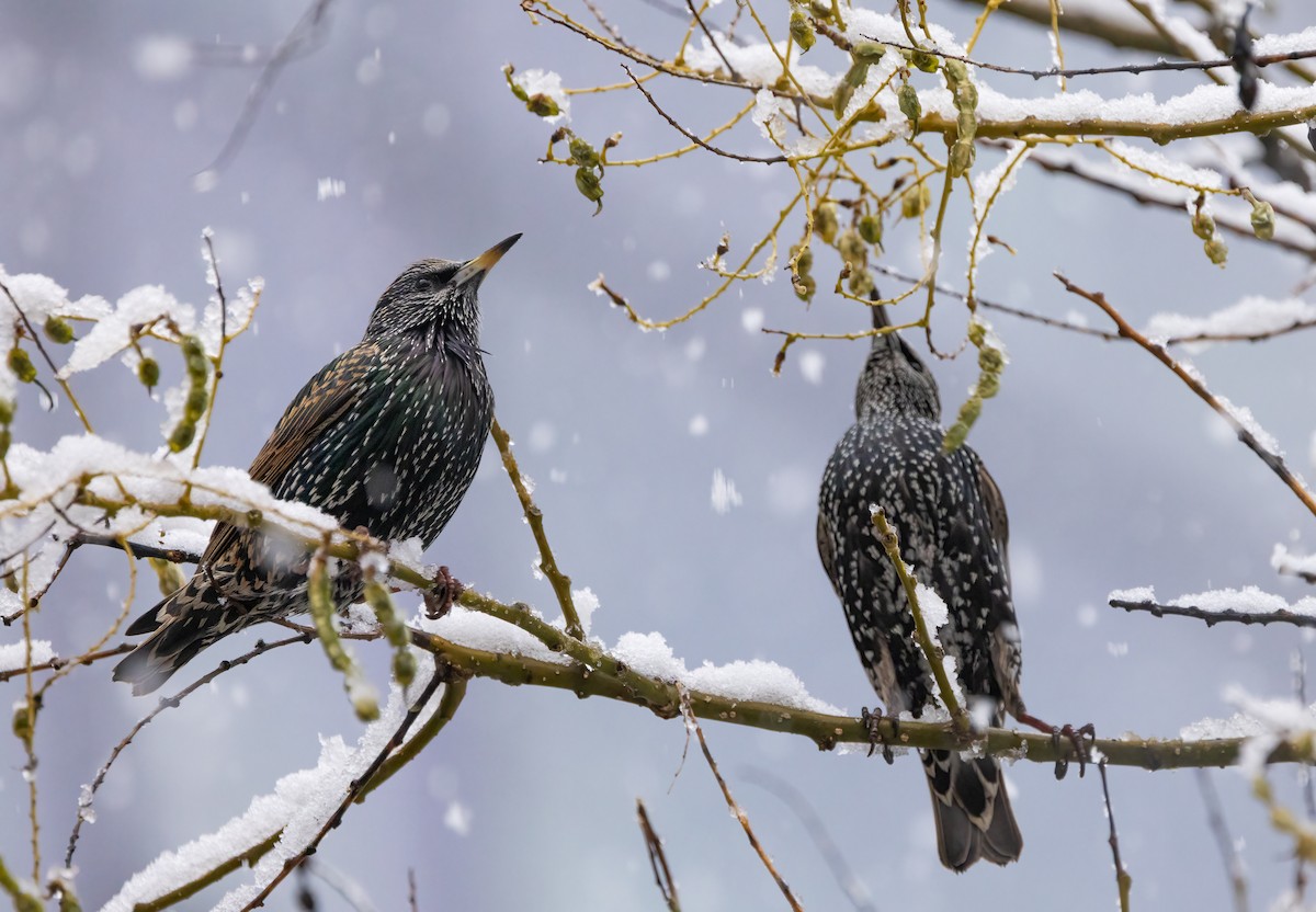 European Starling - ML646918498