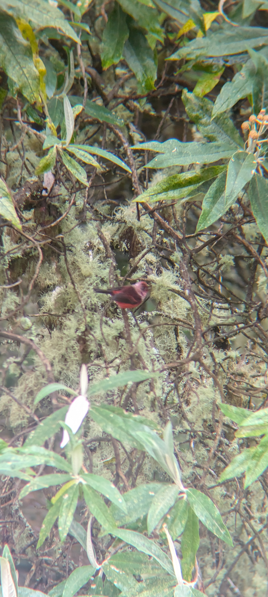 Pink-headed Warbler - ML646918513