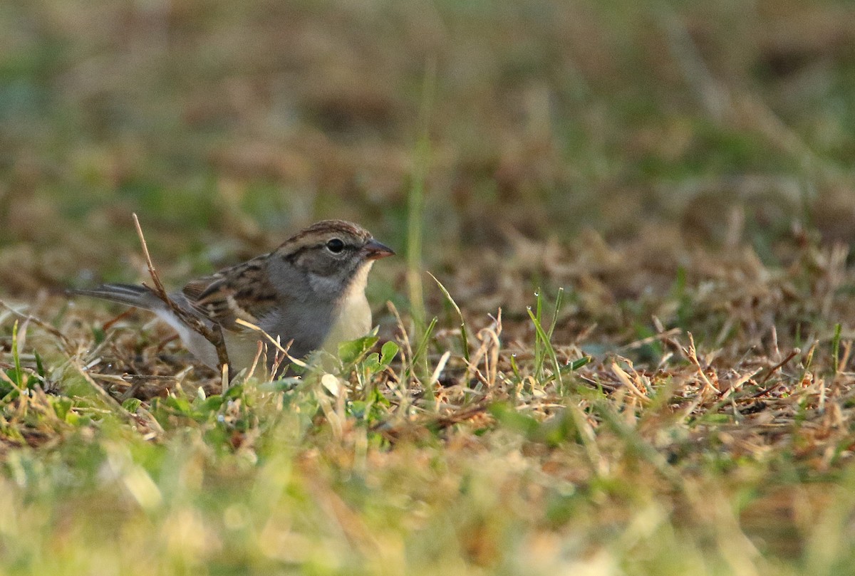 Chipping Sparrow - ML646918514