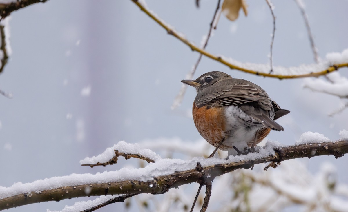 American Robin - ML646918520