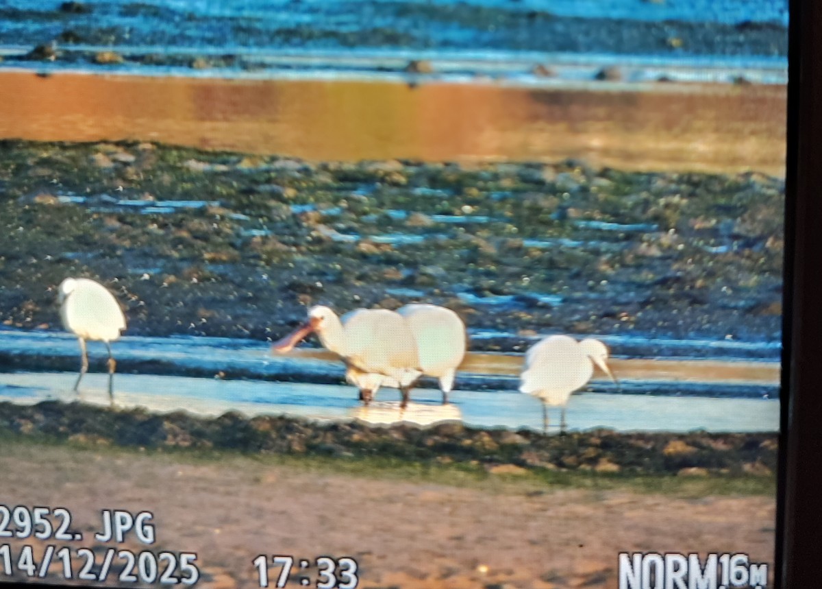 Spatola - ML646918521