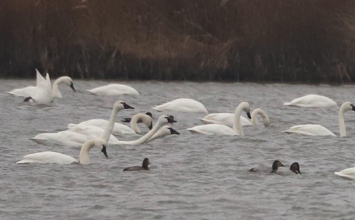 Tundra Swan (Whistling) - ML646918524