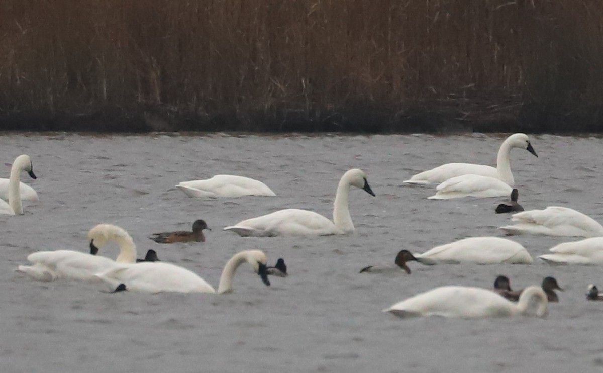 Tundra Swan (Whistling) - ML646918531