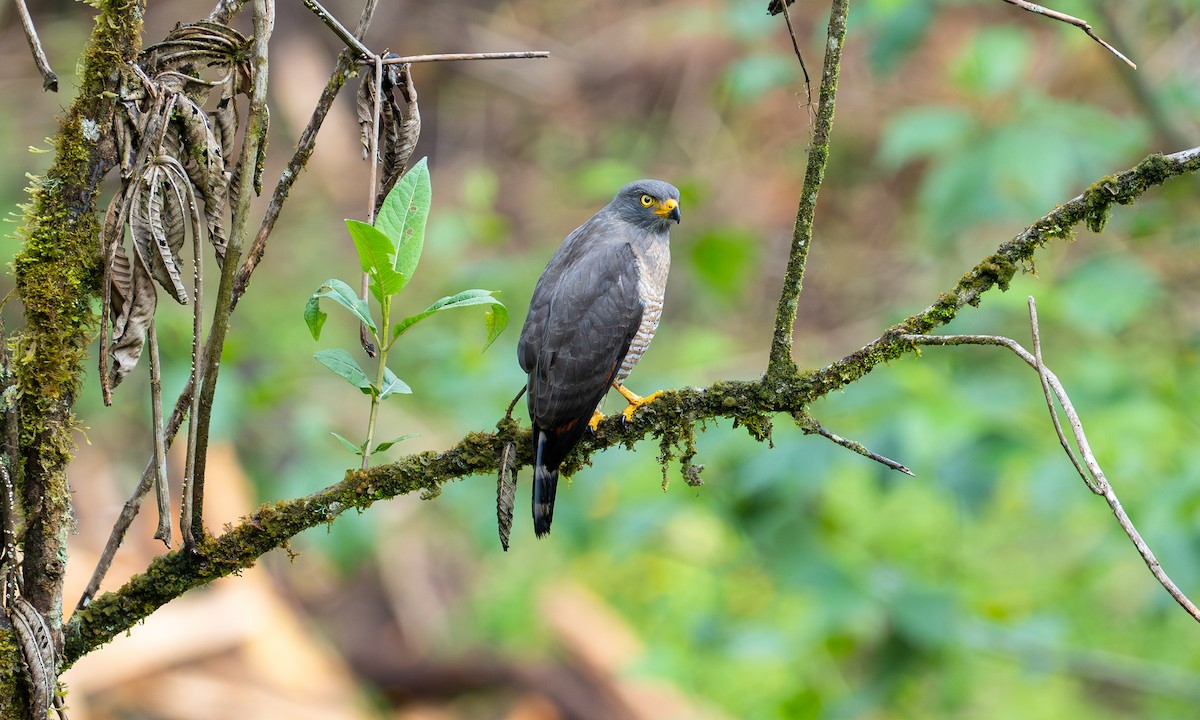 Roadside Hawk - ML646918544