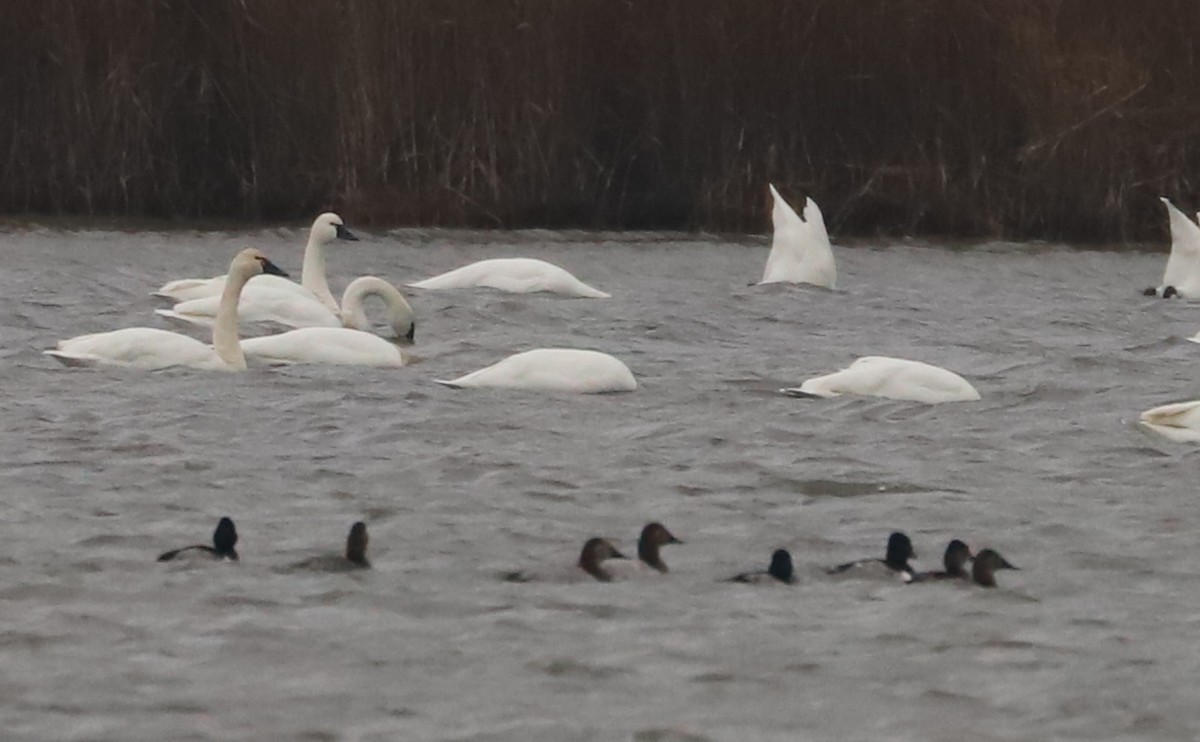 Canvasback - ML646918545