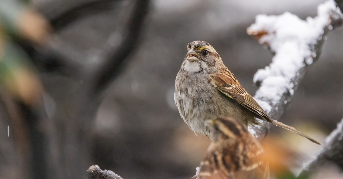 White-throated Sparrow - ML646918548